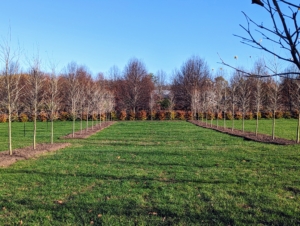 Here is a view from one end. Remember the saying, ""sleep, creep, leap," which describes the typical growth stages of trees.