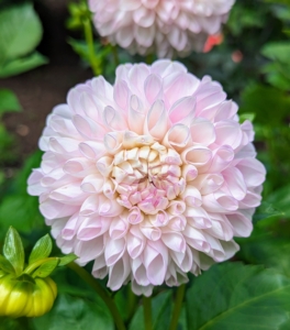 Dahlias can also vary in height, leaf color, form, and shape. This is because dahlias are octoploids, meaning they have eight sets of homologous chromosomes, whereas most plants have only two.