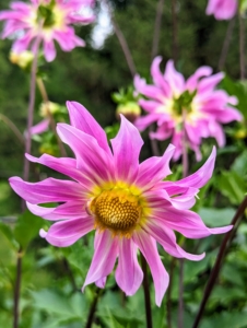 Experiment with the blooms – dahlias look great arranged in different colors or as a bunch of the same variety. Harvesting flowers is good for the plants and encourages them to continue flowering month after month.