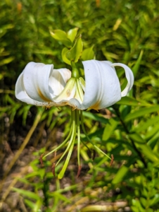 There are also a few white lilies in this bed – adding more interest to the floral display.