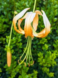 This lily is white and orange with bright orange stamens, which also stain.