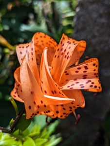 The tiger lily’s petals bend back far during the flowering cycle, curling up against its own stem and exposing the stamens and pistol for visiting pollinators.