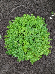 Buxus is a genus of about 70 species in the family Buxaceae. Common names include box or boxwood. Boxwood is native to western and southern Europe, southwest, southern and eastern Asia, Africa, Madagascar, northernmost South America, Central America, Mexico, and the Caribbean.