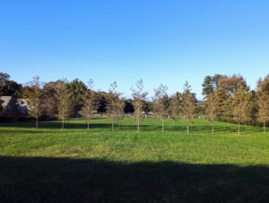 This photo shows the trees in October of 2023, one year later. In the second year, attention goes to growing - slowly and steadily. Every tree is happy here, and in part because of the nutrient-filled soil I provide all my trees and plants.