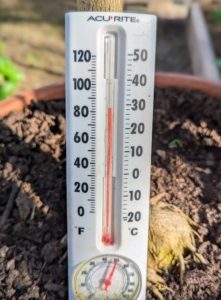 The ideal temperature inside the greenhouse is around 80 to 85-degrees Fahrenheit to keep all the vegetables growing their best. We have a large thermometer at the entrance to the structure, so the temperature can be checked easily several times a day.