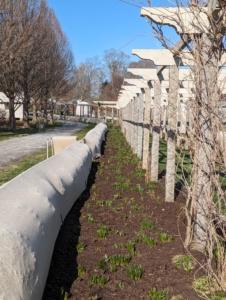 This is my pergola in late winter – the boxwood border is covered in protective burlap and the beds are covered in a new layer of mulch. Spring blooming bulbs are just beginning to poke through the soil.