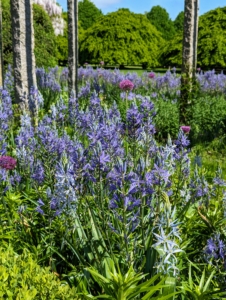 By late May, this pergola garden is filled with lots of blue and purple flowers. This palette of colors is a big favorite at the farm – it grows more colorful and vibrant every spring.