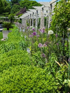 The beds are filled with Camassia, alliums, Hyacinthoides or Spanish bluebells, and others.