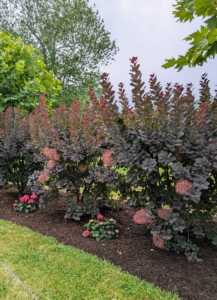 ... As were the sycamores, continus, and hydrangeas in this allée in my middle hayfield. With this organic mulch, heavy soils are better equipped to hold water and resist compaction – reducing any runoff.