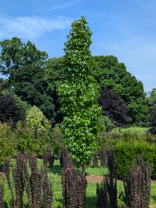 In fact, the entire maze is thriving. The tall tree is one of several Liquidambar styraciflua ‘Slender Silhouette’ trees, American sweetgums. As these trees mature, they will maintain their erect, columnar form, growing up to 50 feet tall and only about four-feet wide.