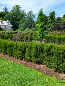 The plants are spaced closely, so they become a closed hedges in time.