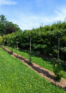 Another espalier of apple trees - each one with a different variety. All the apple trees are doing so well here. I already have so many fruits growing on the branches.