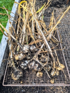 As the garlic is harvested, it is placed in a breathable tray, so the heads stay dry.