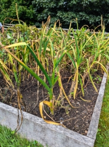 Determining when garlic is ready to harvest can be tricky. If it’s harvested too soon, the cloves are small and underdeveloped. If harvested too late, the clove heads begin to separate, making them more vulnerable to decay. The real indicator is the plant itself - when the bottom leaves have turned brown, and the top leaves are still green.