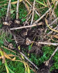 These garlic heads were picked at the right time. Each one is pulled out carefully from the base of the leaves so that the head comes out completely.