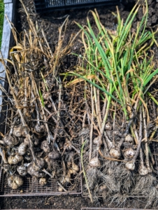 Early last month, my gardeners picked this season's crop of garlic. I always grow lots of garlic to use in my cooking and to share with my daughter, Alexis.