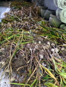 And then they are all taken to a well-ventilated warm location with good air circulation so they can start to cure. It's wise to avoid full sun and direct sunlight, as it can alter the flavor. These dried in my carport, where it is protected from any elements.