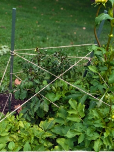 Phurba ties one end of the twine to a stake about two feet off the ground and then stretches it to the next stake a few feet away on one side creating triangular quadrants. He does the same for a second row a little higher allowing the stems to sit in between the jute ties.