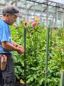 As they grow it's important to provide tall dahlia stems with good support to help the plants weather any storms and strong winds. Phurba puts in green painted wooden stakes throughout the bed.