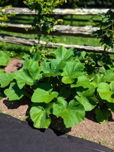 Once planted, everything started to develop so quickly. Pumpkins and winter squashes prefer fertile, well-drained soil and a sunny location - this vegetable garden is a great place where the plants can be well tended.