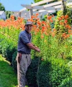 Lilies can grow very tall - many are more than six-feet. Most lilies have strong wiry stems, but those with heavy flower heads often need support. Here's Phurba wrapping the pergola section with jute twine.