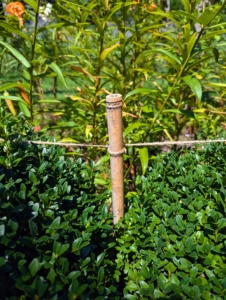 Bamboo stakes are hammered into the soil every few feet and then jute twine is looped around the top to give support to the tall lily stems.