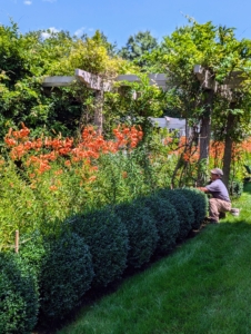 The twine is about three feet high supporting the middle of the lilies and just above the boxwood shrub border.