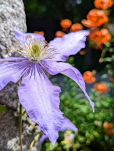 On the granite posts, there are a few lasting clematis flowers. I have grown many varieties of this wonderful plant. Most species are called clematis, but it has also been called traveller’s joy, virgin’s bower, leather flower, or vase vine.