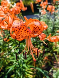 Native to China and Japan, these robust flowers add striking beauty to any border. I love how they look with their bright and showy orange colored blooms.