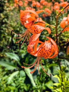 Lilies are well-known for having heavily pollinated stamens, which stain. Here, it is easy to see those pollen-filled anthers. When cutting, always remove the anthers to prevent a clothing disaster – just pinch them off with gloved fingers.