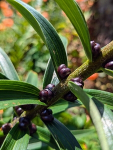 The blackish, round “seeds” that develop in the axils of the leaves along the main stem are called bulbils.