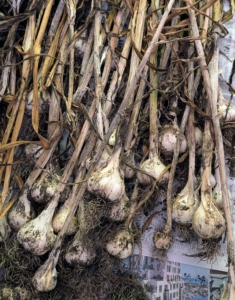 Yesterday the garlic looked markedly different. Garlic is considered cured when the outer skin is dry and crispy, the stem neck is constricted, and the cut stem's center is hard. It's been about a month since they were picked.