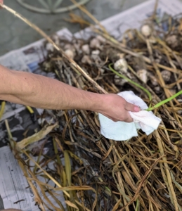 The next part of the process to get them ready for storage and use is to trim and clean each garlic head. Enma wipes each long stalk with a rag removing any excess dirt.