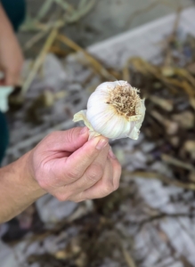 Here is one head of garlic ready to store for later use - white, clean, and dry.