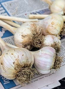 Enma groups the finished garlic on newspaper.