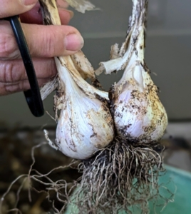 Sometimes garlic will grow together like this. Trim and clean it in the same way.