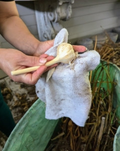 Enma wipes the garlic clean with a dry cloth.