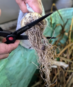 Next she trims the roots being careful not to cut the skins that protect the cloves.