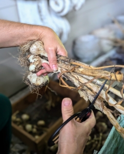 And then she trims each one leaving about a three to four inch stalk. Trimming the brown stalks makes it easier to store and keeps them neat and uniform.