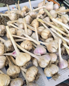 It takes some time to get through all the garlic. After curing, garlic can be kept in good condition for one to two months at ambient temperatures of 68 to 86 degrees Fahrenheit under low relative humidity.