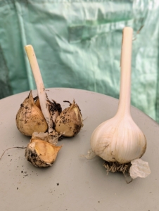 And remember, a garlic head, also known as a garlic bulb, is the entire bulb of garlic as seen on the right. A garlic clove is one of the individual segments that make up the bulb as seen on the left.