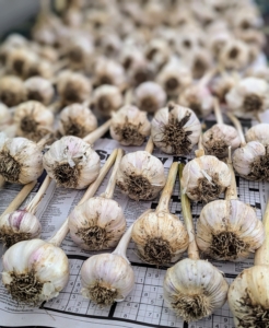 They're placed in a single layer to continue drying as each head is trimmed and cleaned. Store clean garlic bulbs in breathable bags, boxes, or trays and place in a cool, dark place with good airflow. This will help the garlic last longer and prevent it from sprouting or molding. I now have lots of garlic to share with my family and friends.