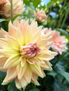 Dahlias grow more blooms when they get at least six to eight hours of direct sunlight per day. My dahlia garden gets great sun behind my vegetable greenhouse. And because this spot is behind this large structure, it is also protected from strong winds.