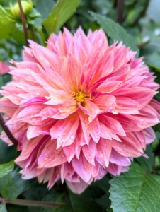 The array of flower colors, sizes, and shapes is astounding. Dahlias come in white, shades of pink, red, yellow, orange, shades of purple, and various combinations of these colors – every color but true blue.