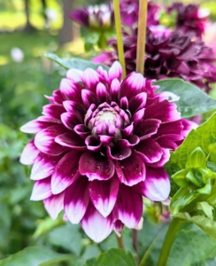 Dahlias are named after 18th-century Swedish botanist Anders Dahl. He actually categorized dahlias as a vegetable because of their edible tubers. The tubers are said to taste like a mix between potatoes and radishes.