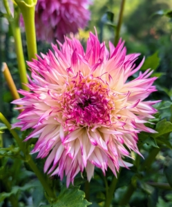 Here is an elegant dahlia which produces large blossoms with fully double, slender, deep pink petals with creamy throats that produce a frilled effect-hence the name Fimbriata meaning frilly.