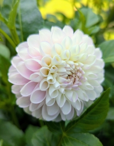 Currently, there are about 42 species of dahlia, with hybrids commonly grown as garden plants. A member of the Asteraceae family of dicotyledonous plants, some of its relatives include the sunflower, daisy, chrysanthemum, and zinnia.