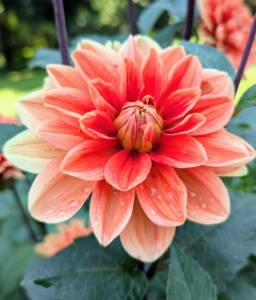 Dahlias are classified according to flower shape and petal arrangement.