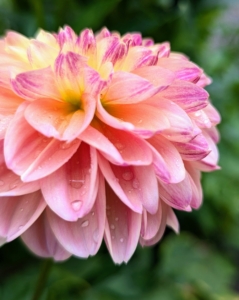 Dahlias were first recorded by Westerners in 1615, and were then called by their original Mexican name, acoctli. The first garden dahlias reached the United States in the early 1830s. Today, dahlias are grown all over the world.