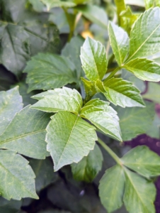 Dahlia plant leaves grow opposite each other and are simple to pinnately compound with segments that are ovate to oblong to lanceolate in shape. The leaf margins may be lobed or dentate. Leaves may be green, reddish-purple, or purple-black depending on the variety.